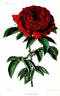 Abel Carrière rose photo