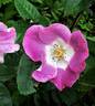 GUEsyearn rose photo