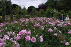 Silver Shadow rose photo