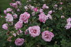 Silver Shadow rose photo