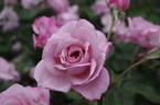 Silver Shadow rose photo