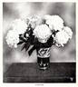 E. B. Browning peony photo