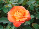 Fearless rose photo