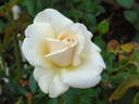 Charmant Freelander rose photo