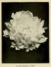 La Fée peony photo