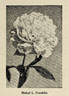 Mabel L. Franklin peony photo