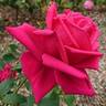 City of Worcester rose photo