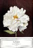 La Rosière peony photo