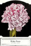 Walter Faxon peony photo