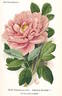 <i>P. moutan</i> Sims synonym peony photo