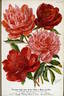 Madame Emile Débatène peony photo