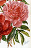 Madame Emile Débatène peony photo