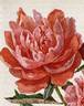 Ingenieur Doriat peony photo