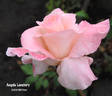 Angela Lansbury rose photo