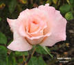 Angela Lansbury rose photo