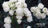 Morsdag Alba rose photo