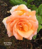 Out of Africa rose photo
