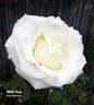 White Dove rose photo