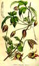C. barbellata clematis photo