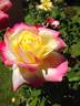 French Perfume rose photo
