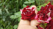 Flash Night® rose photo