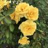 Good Day Sunshine ™ rose photo