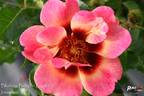 Blushing Babylon Eyes rose photo