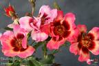 Blushing Babylon Eyes rose photo