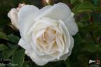 Christa rose photo
