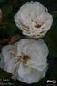 Christa rose photo