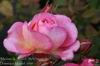 Madame de Staël rose photo