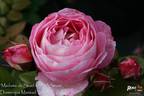 Madame de Staël rose photo