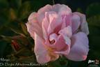 Marga rose photo