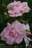 Marga rose photo