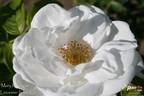 Mary Manners rose photo