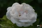 Mary Manners rose photo
