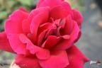 Nachtfalter rose photo