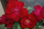 Nicolas rose photo