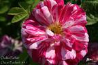 Oeillet Parfait rose photo