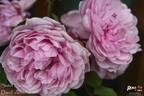 Sister Elizabeth rose photo