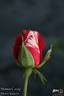 Summer Candy rose photo
