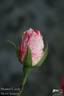 Summer Candy rose photo