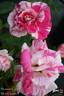 Summer Candy rose photo