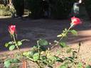 Elite rose photo