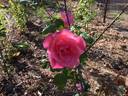 Elite rose photo