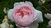 Lordly Oberon rose photo