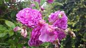 Mosel rose photo