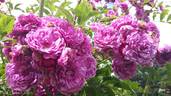 Mosel rose photo