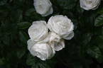 Luminis rose photo
