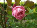 Marie Ducher rose photo